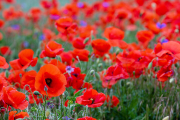 .beautiful poppy field bright colored flower background very close in good weather with sunlight on a summer day