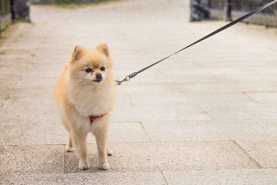 A female Pomerania dog watching
