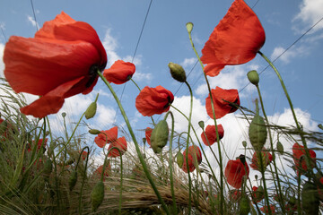 Obraz premium .beautiful poppy field bright colored flower background very close in good weather with sunlight on a summer day