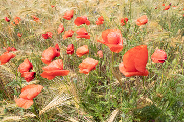 .beautiful poppy field bright colored flower background very close in good weather with sunlight on...