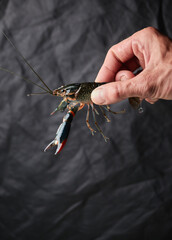 Australian red claw crayfish.  Сherax quadricarinatus, a delicious seafood