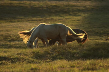 Caballos