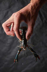 Australian red claw crayfish.  Сherax quadricarinatus, a delicious seafood