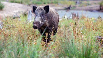 Wild boar on the edge of a pine forest against the backdrop of a small lake.