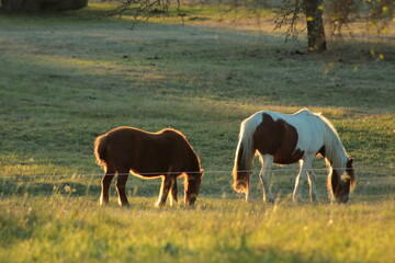 Caballos