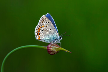 Macro shots, Beautiful nature scene. Closeup beautiful butterfly sitting on the flower in a summer garden.