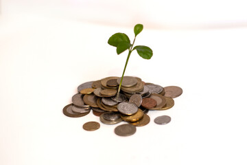 sprout grew from coins, on a white background, earnings