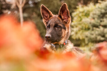 Portrait of a german shepherd puppy while resting in a backyard