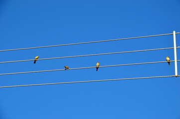birds on wire