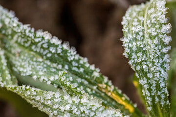 Green leaves of a plant covered with hoarfrost. Beautiful natural background with frost on the grass. Frozen flower. Rime ice on grass blades in the garden during frosts. Cold weather. Close-up. Macro