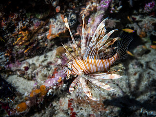 Naklejka na ściany i meble Lionfish among the corals in the Indian ocean