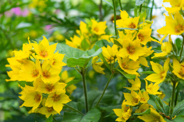 Lysimachia punctata bright yellow dotted loosestrife flowering plant