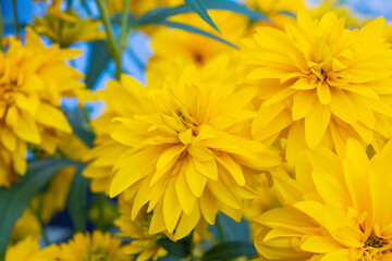 Bright yellow perennial Golden Glow, Rudbeckia laciniata double-flowered plant