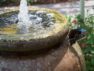 mossy water fountain bird bath with blue butterfly