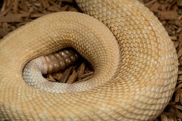 rattlesnake coiled