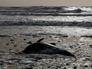 Dauphin commun a bec court, mutilé échoué sur la plage du Croisic le 11 02 2020 G