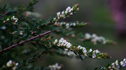 close up of branches