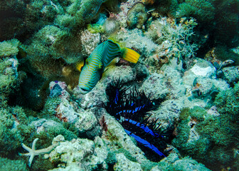 Orange-Striped Triggerfish and shellfish Crown Of Thorns on the bottom in the Indian ocean