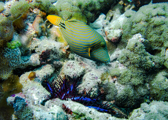 Naklejka na ściany i meble Orange-Striped Triggerfish and shellfish Crown Of Thorns on the bottom in the Indian ocean