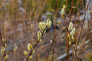 Pussy willow branches with catkins