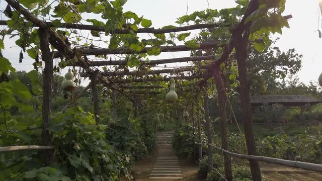 Walking under gourd vines in a farm in the countryside, Beijing, China