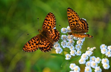 butterfly on flower
