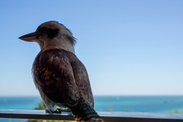 beach kookaburra