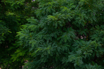 Beautiful green acacia leaves on the branches form a solid background