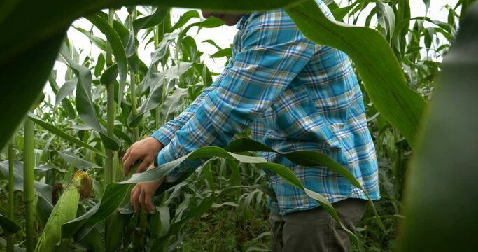 Farmer touching corn near green leaves.