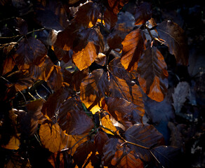 Warm light through brown autumm leaves in beech forest.