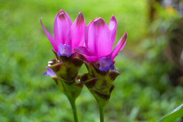 Purple flowers in the field