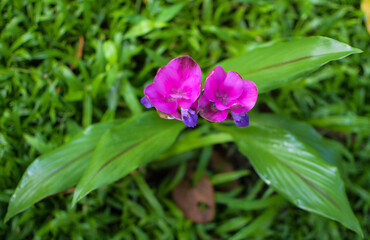 Purple flowers in the field