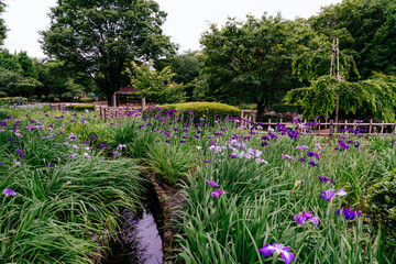 相模原北公園 花菖蒲
