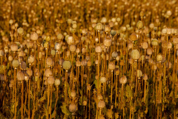 big field with dry  and raw opium poppy heads with seads in harvest time.  Sunset time and close up shooting