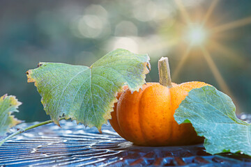 gourd and vine on cafe table