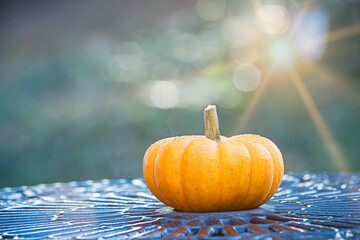 pumpkin gourd on cafe table