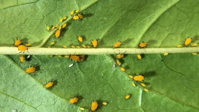 4K HD macro video of dozens of yellow round aphids on the underside of a milkweed leaf.
