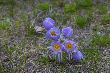 Prairie crocus close-up