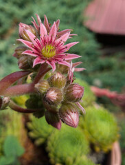 Pink Flowers and flower buds of Hens and Chicks Plant