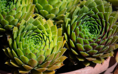 Hens and Chicks succulent plants in closeup