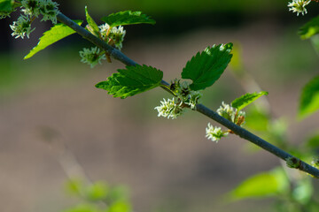 Mulberry blossoms and leaves in early Spring, fruit beginning to form 
