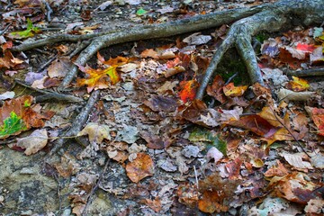 close up of tree roots