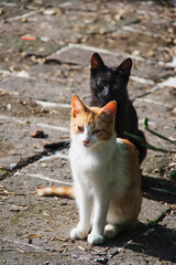 Fototapeta premium A couple of little kitten sitting in the ground