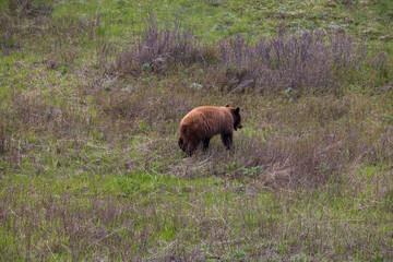 Plakat Grizzly in the meadow