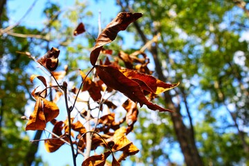 autumn leaves in the wind