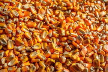 close up of corn seeds