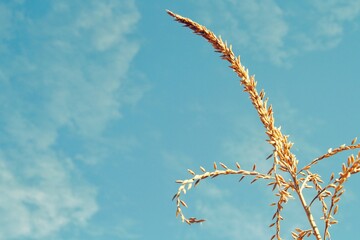 corn tassel against a blue sky