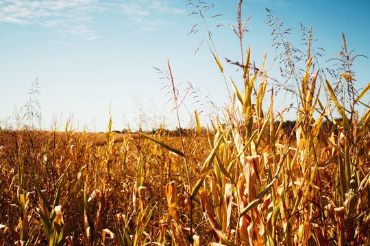 field of corn stalks