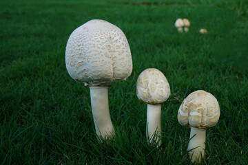 mushroom in grass