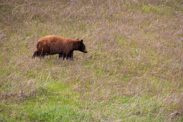 Fototapeta premium Grizzly in the meadow